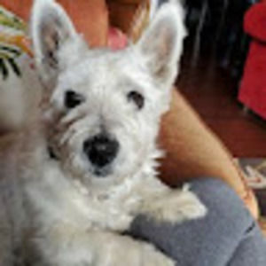 Meet your Posher, Sandy